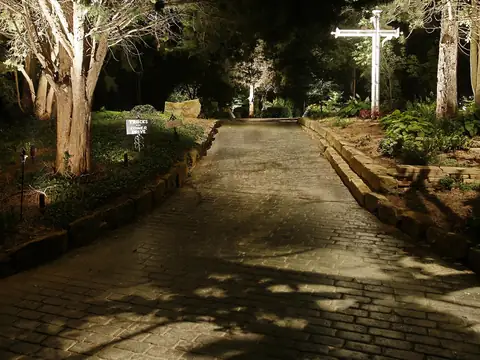 Brick drive under mature trees with soft light falling through the branches