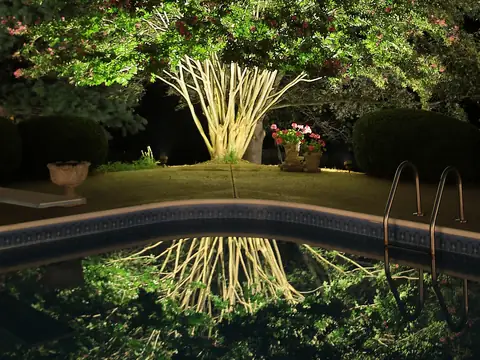 Crepe myrtle uplit beside a pool, its reflection doubled in the still water